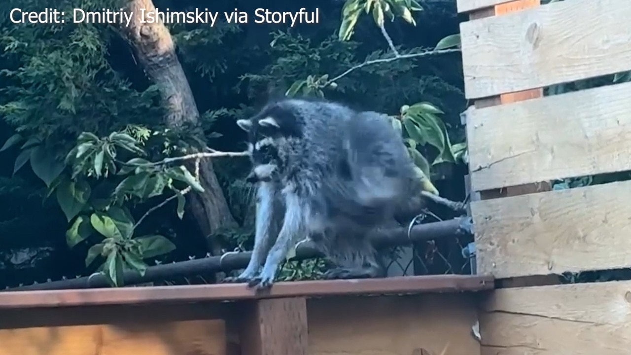 Viral Seattle raccoon &lsquo;Jimothy&rsquo; spotted again